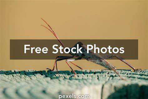 Image result for Insect Inside Review