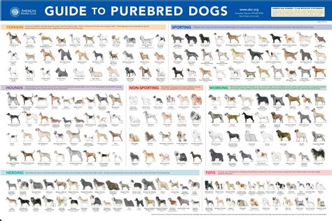 Dog Breed Chart Poster at Natasha Groom blog