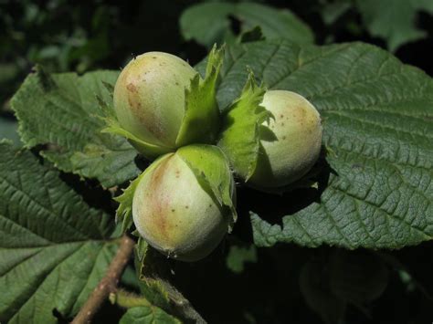 Image result for Hazelnut Tree Nut