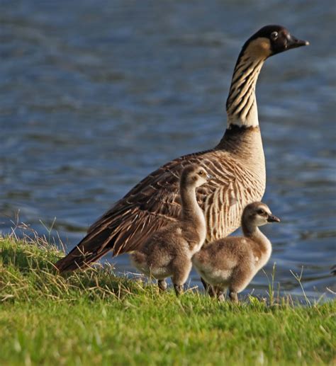 Pictures and information on Nene