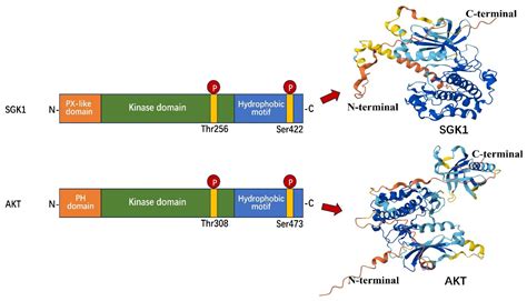 Unraveling the Potential of SGK1 in Osteoporosis: From Molecular ...