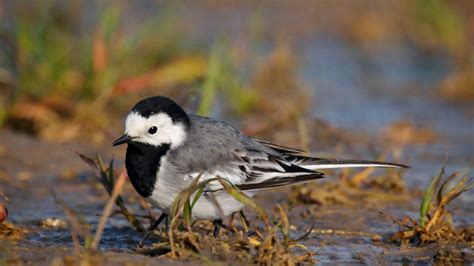 A tiny bird explores the muddy edge of a stream