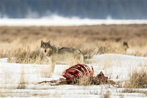 The Battle Over Hunting and Predators in Greater Yellowstone • The Revelator