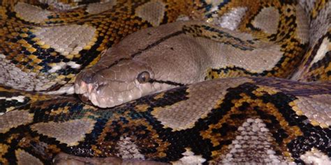 Image result for Netzpython Bite