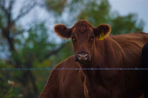 10 most popular beef cattle breeds in the United States | AGDAILY