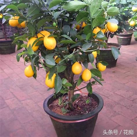 阳台种上一颗柠檬树，两年以后能结出十几个柠檬！ - 三农致富经