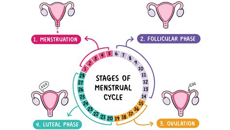 Image result for Period Cycle Explained