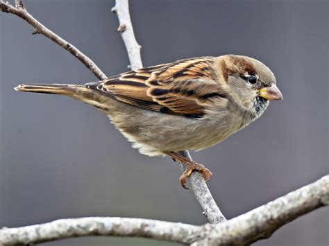 House Sparrow Female And Male