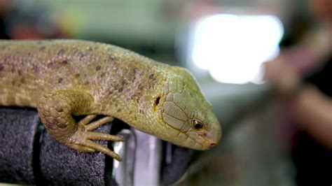 skink tenacious Solomon Islands skink, also known as prehensile-tailed ...