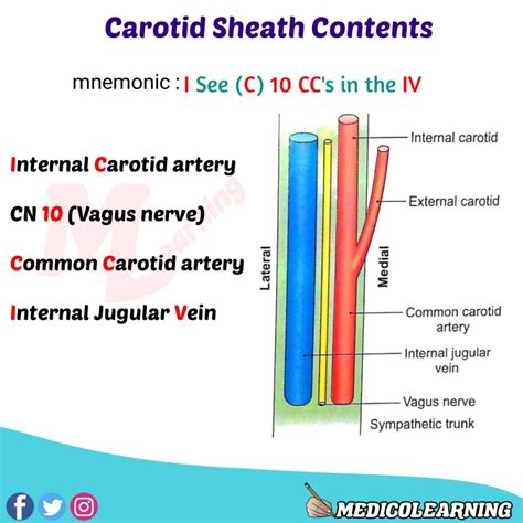 External Carotid Artery Branches Mnemonic PPT - Common Carotid Artery : PowerPoint Presentation ...