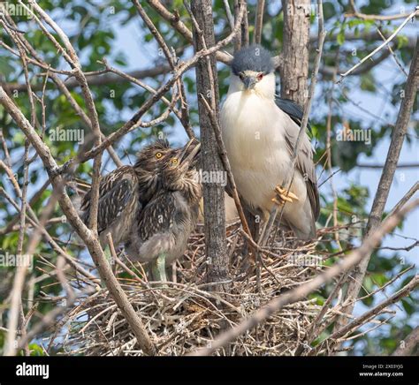 A young family of Black-crowned Night Herons in the nest with their ...
