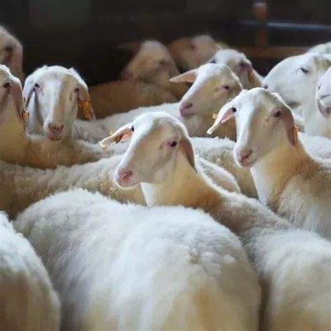 如何引进湖羊种羊？养羊场引进湖羊种羊时应注意什么？宁夏，甘肃大型湖羊养殖场怀孕母羊价格低 - 知乎