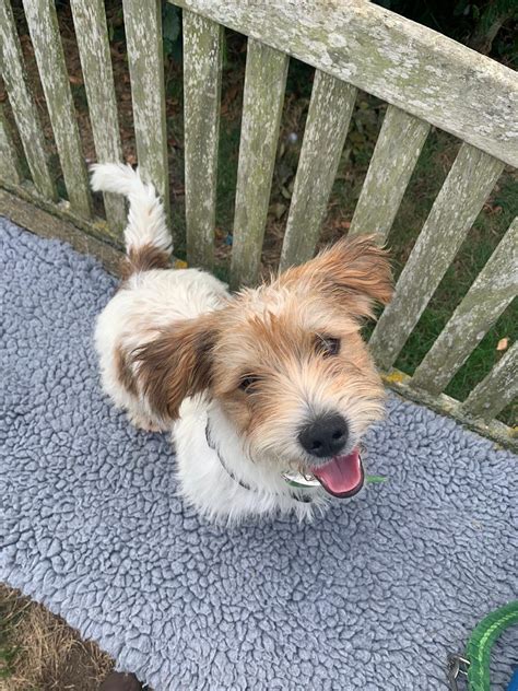 Toto - Cotswolds Dogs and Cats Home