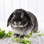 Image result for Black and White Lop Rabbit