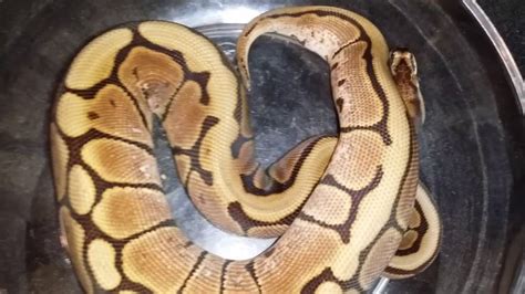 Image result for Ball Python Weights