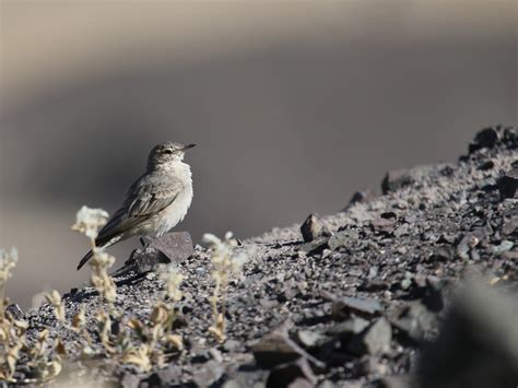 Greyish Miner - eBird