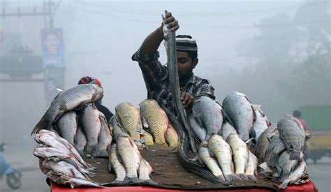 Rare catch fetches Pak fisherman 70 million rupees near Karachi harbour ...