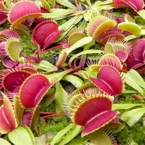 Will A Venus Fly Trap Eat Fruit Flies at Sue Alexander blog