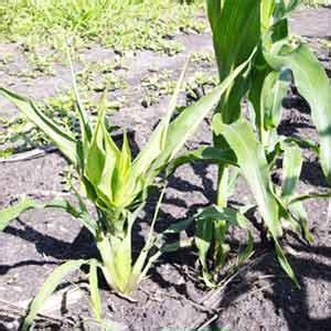 Jatayu Fungicide - Chlorothalonil 75 WP | Buy Online Rs 388 | BigHaat