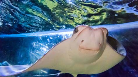 Download Cownose Ray Up Close Wallpaper | Wallpapers.com