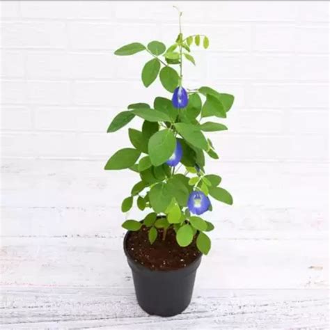 Rvees Aparajita Shankupushpam Blue Butterfly Pea Flower Plant (Asian ...