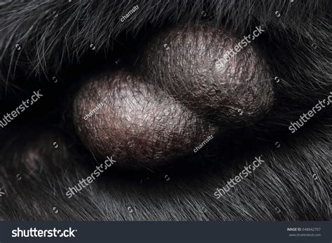 Black Spots On My Dog's Balls at Johnny Duffy blog