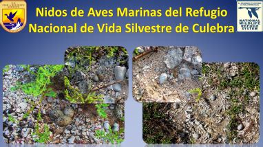 Nests of Seabirds Present in Culebra NWR (Spa) | FWS.gov