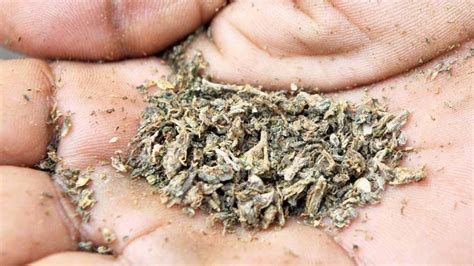 Delhi crime branch nabs 38-year-old ‘ganja courier’ with 12.5 kg haul ...