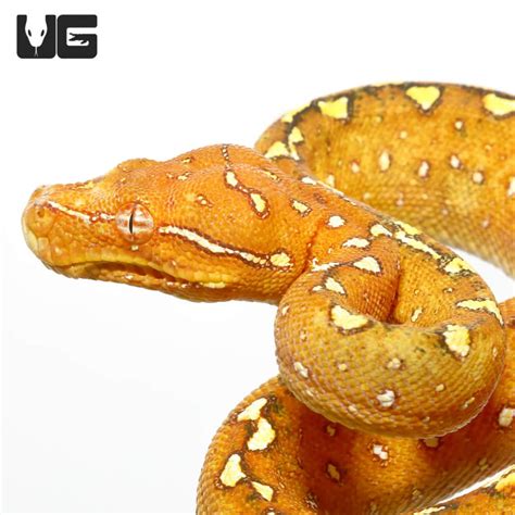 Image result for Biak Green Tree Python