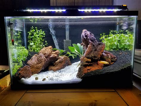 Beginner’s Guide To Setting Up Of A 10 Gallon Aquarium - Fishxperts