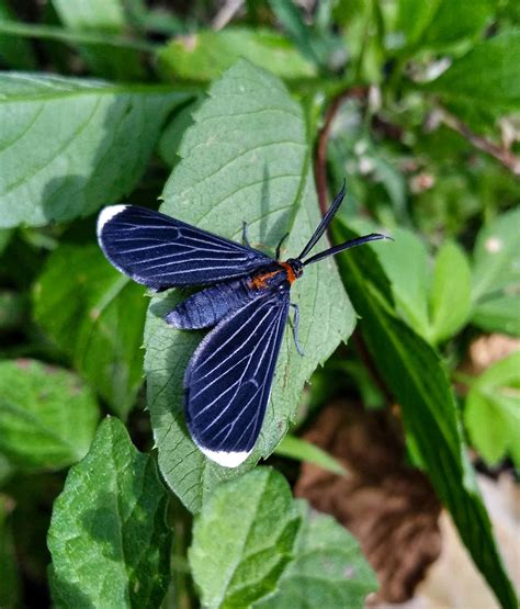 37 Common Black and White Moths (Pictures And Identification)