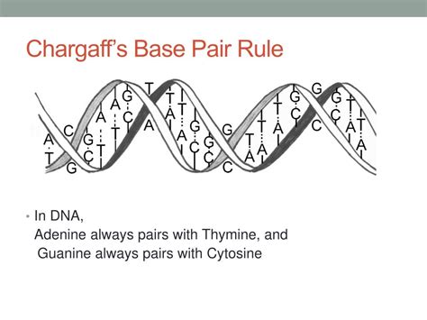 PPT - Biology EOC Review PowerPoint Presentation, free download - ID ...
