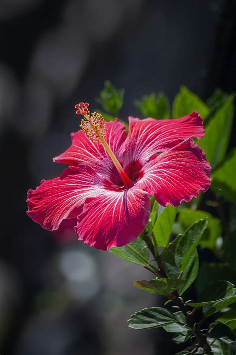 Best 100+ Hibiscus Flower Pictures | Download Free Images on Unsplash