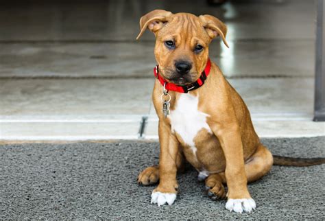 Bullboxer Pit Mixed Dog Breed Pictures, Characteristics, & Facts