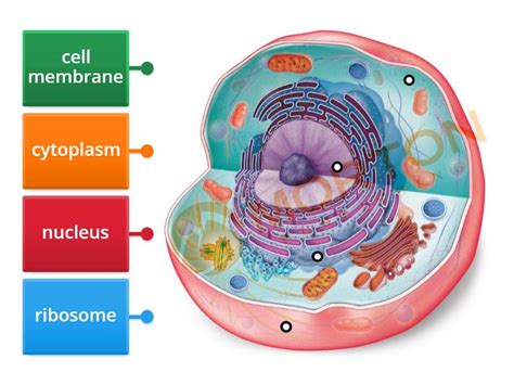 Normal Cell Structure 的图像结果