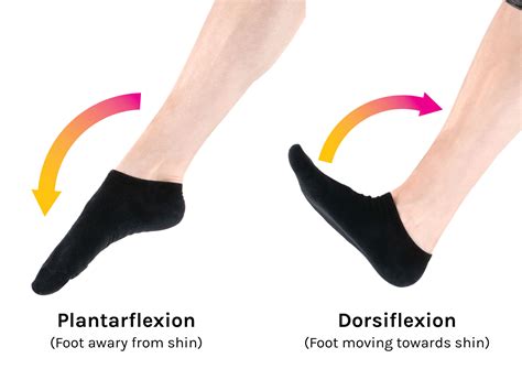 Plantar Flexion Of Foot