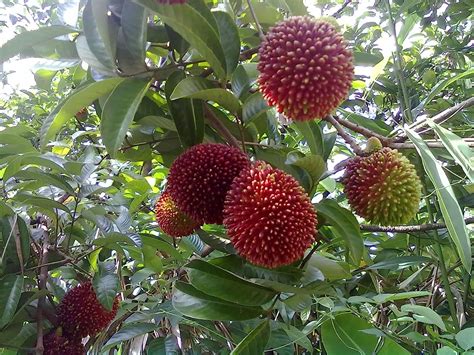 Royal Paradise Garden Rare Nephelium mutabile Pulasan Fruit 1 Healthy ...