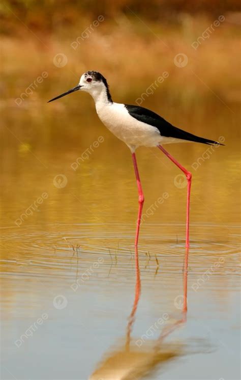 How To Say Pond In Spanish at Jeremiah Jobe blog