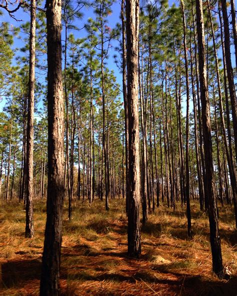 Longleaf Pine Forest
