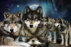 Wallpaper Wolf Pack Images by Nevada Wolf Pack Wallpaper Wallpapersafari Wallpaper Wolf Pack Images