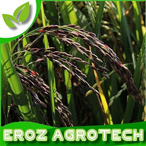 Hybrid Black rice seeds 1Kilogram : Amazon.in: Garden & Outdoors