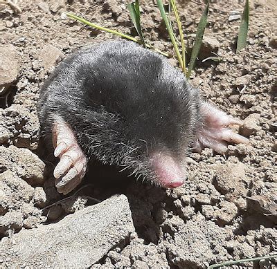 Image result for Mole Problem Solving