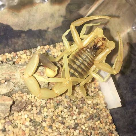 Deathstalker Scorpion