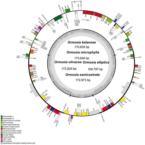 Complete Chloroplast Genome Sequences of Five Ormosia Species ...