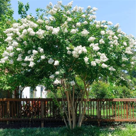 Crape Myrtle 'Natchez' - Patuxent Nursery
