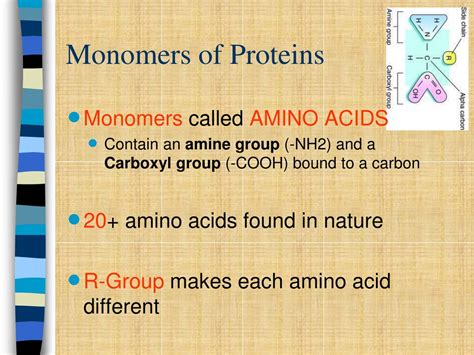 PPT - Exploring Organic Molecules: Biochemistry Essentials PowerPoint ...