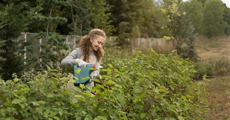 Rust on plants - how to cure flowers and trees in the country