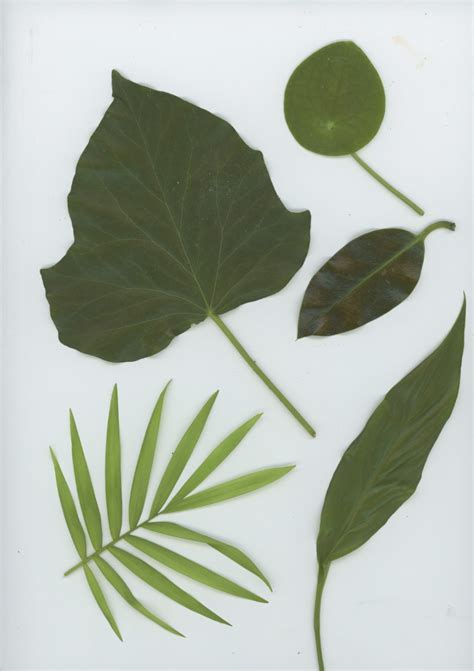 Image result for Example Silk Screen