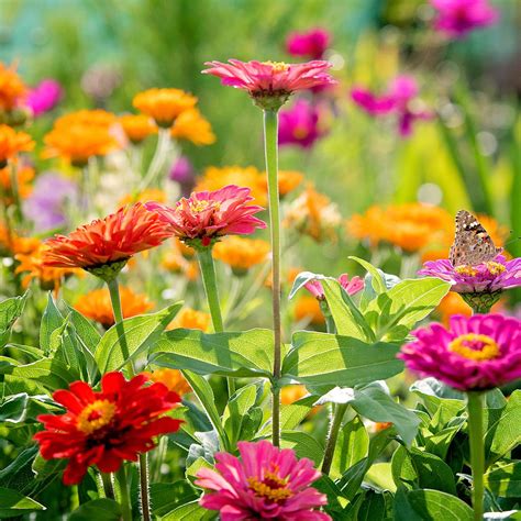 9 Annual Flowers That Bloom All Summer Long | Gardening Know How