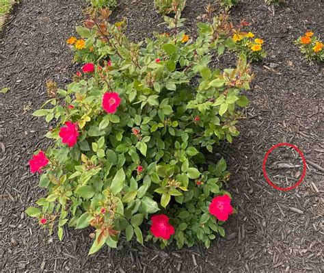 Optical Illusion: गुलाब के पेड़ के पास ही मौजूद है मछली, तेज़ नज़र वाले ...